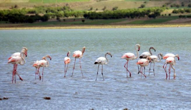 Burdur'da 5 bin flamingo 3