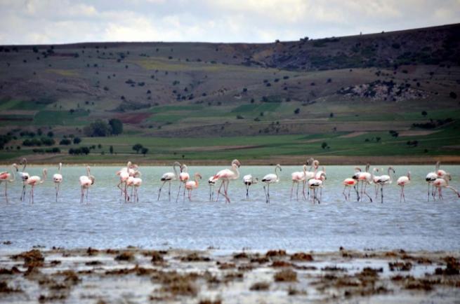 Burdur'da 5 bin flamingo 4