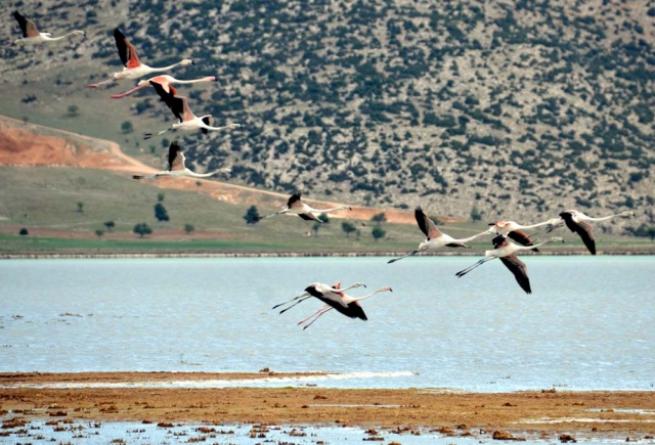Burdur'da 5 bin flamingo 5