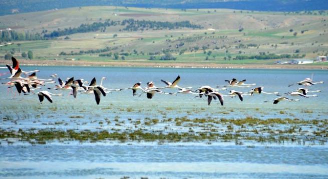 Burdur'da 5 bin flamingo 6