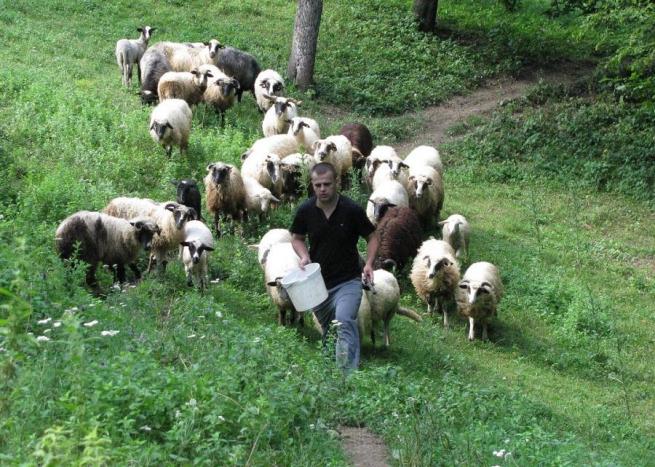 Hem doktor hem çoban 11