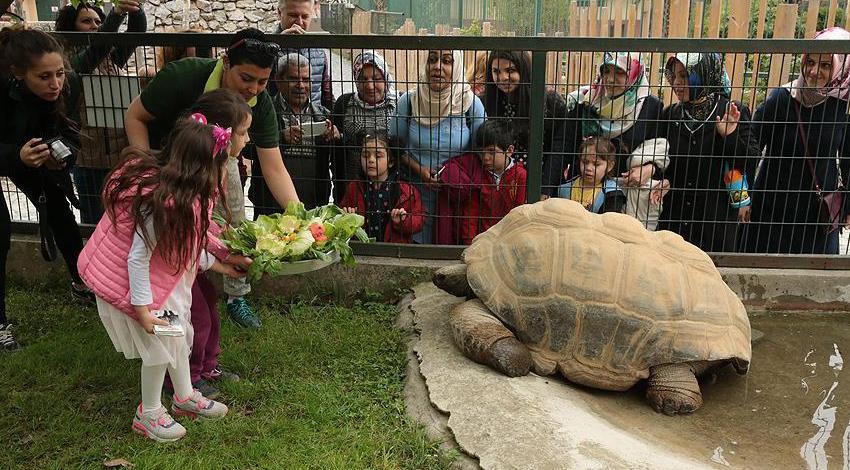 Bu kaplumbağa 97 yaşında!