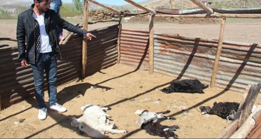 Ağıla giren Kurt, 150 hayvanı telef etti