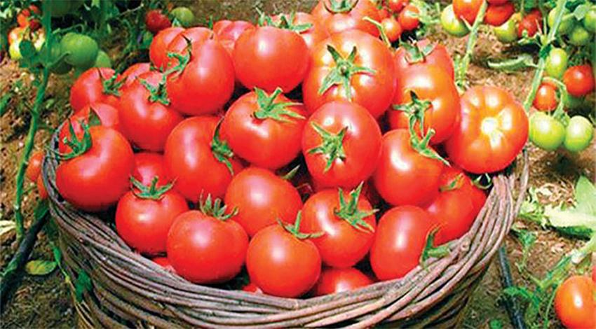 Domates yüzleri güldürdü! Yüzde...