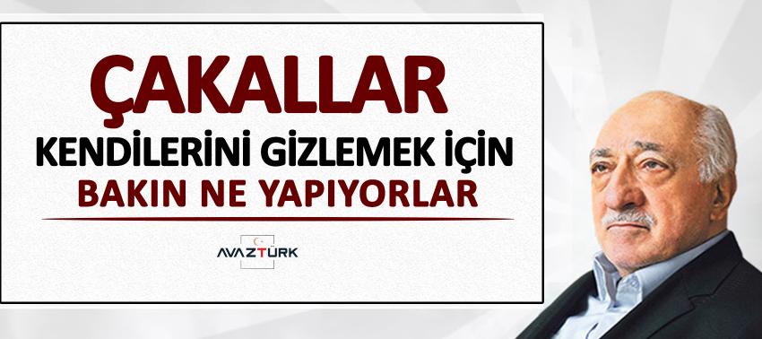 Çakallar kendilerini gizlemek için bakın ne yapıyorlar