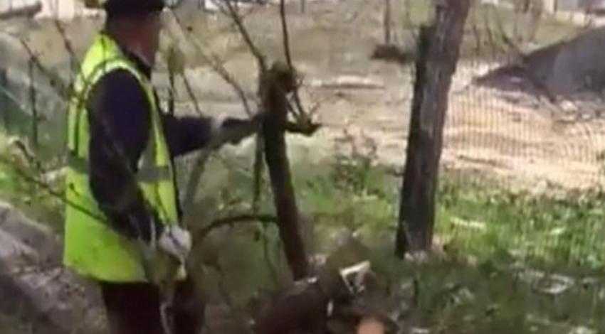 CHP'li belediye ağaç katliamı yaptı!