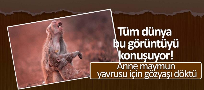 Tüm dünya bu görüntüyü konuşuyor!