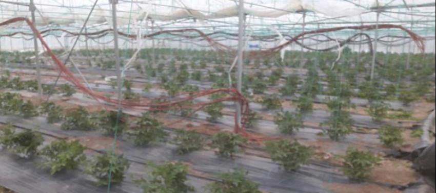 Kuvvetli rüzgar üreticiyi vurdu