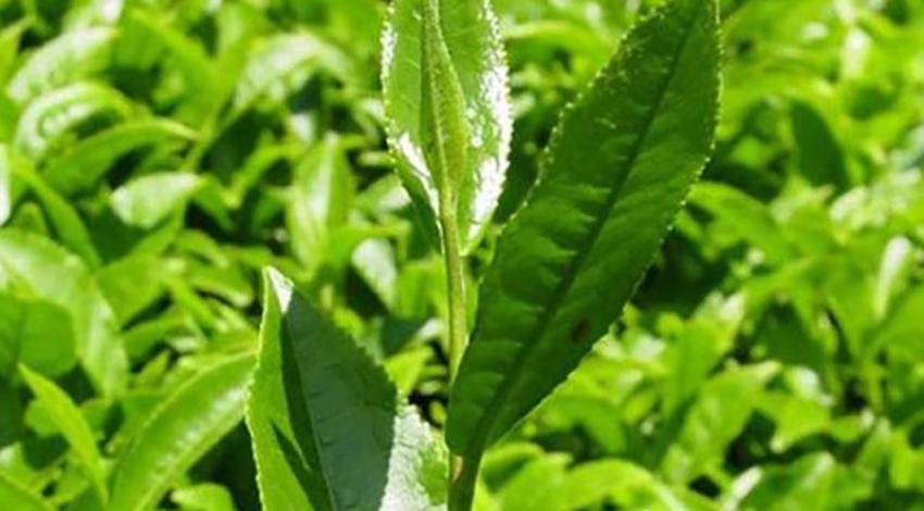 Yaş çay fiyatı açıklandı