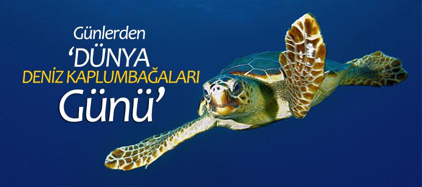 Bugün, ‘Dünya Deniz Kaplumbağaları Günü’