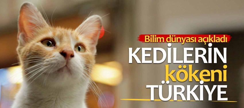 Bilim dünyası açıkladı: Kedilerin kökeni Türkiye