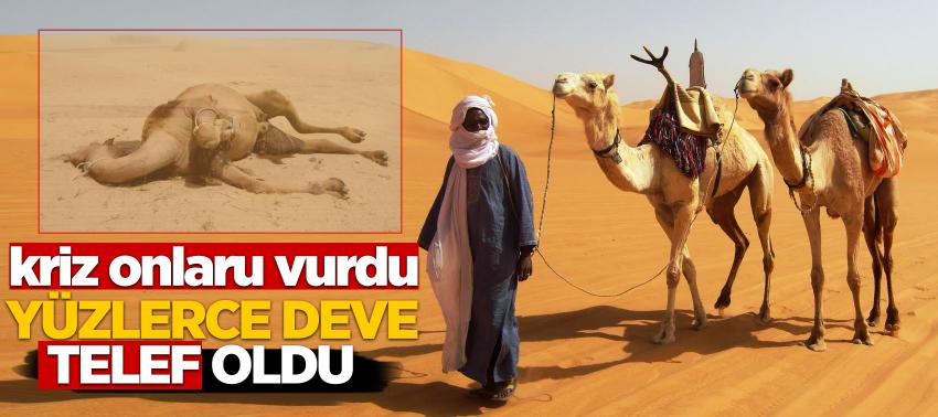 Katar krizi yüzünden yüzlerce deve telef oldu