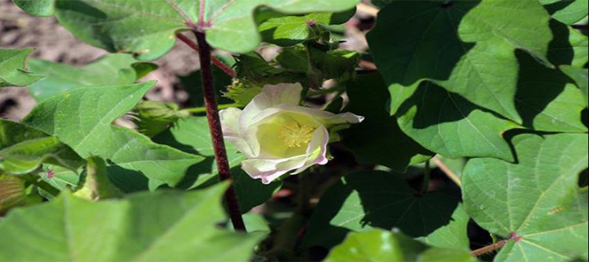 'Doğu'nun Çukurovası'nda çiftçiler yeniden pamuğa yöneliyor
