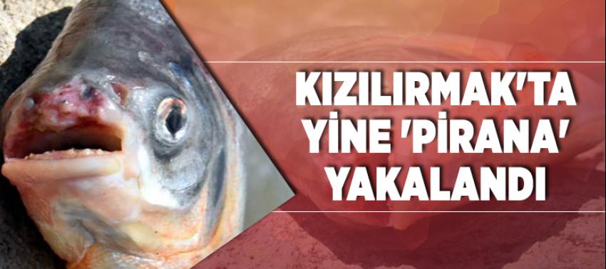 Kızılırmak'ta yine 'pirana' yakalandı