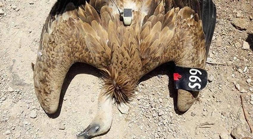 Suriye sınırında casus kuş yakalandı!