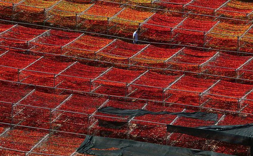 Patlıcan Vadisi'den 65 ton dolmalık kuru biber ihracatı