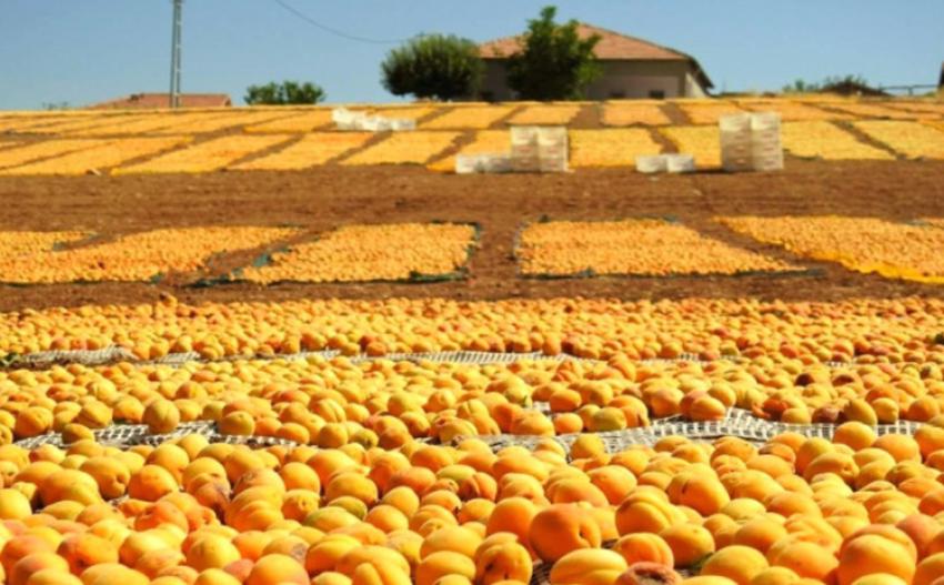 Tüm kent sarıya boyandı!