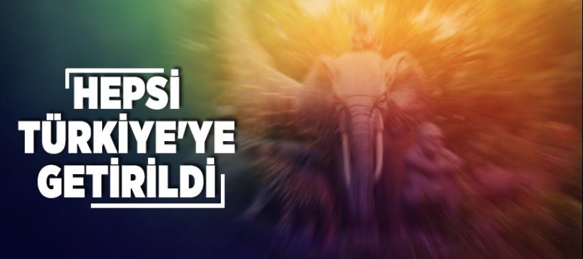 Hepsi Türkiye'ye getirildi