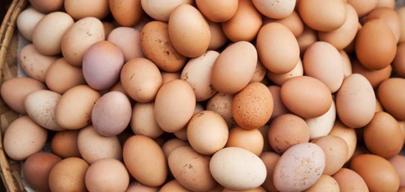 Avrupa'da böcek ilaçlı yumurta alarmı