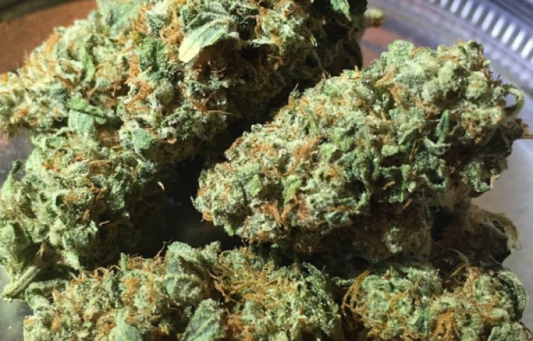 Askeri bölgede skunk ele geçirildi