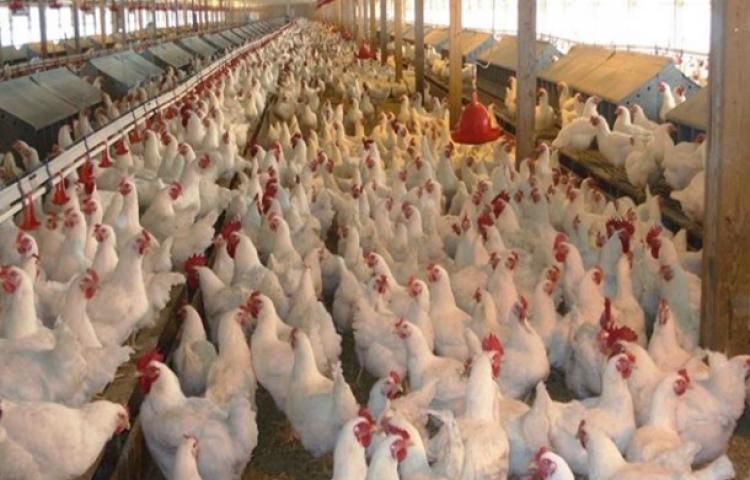 19 piliç şirketine ceza yağdı!