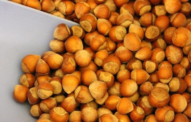 Fındık üreticilerine müjdeli haber