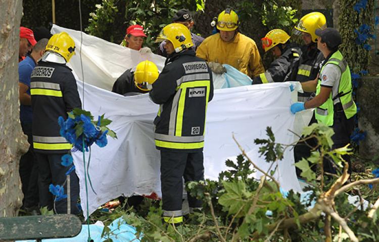 O ülkede ağaç 11 kişiyi öldürdü