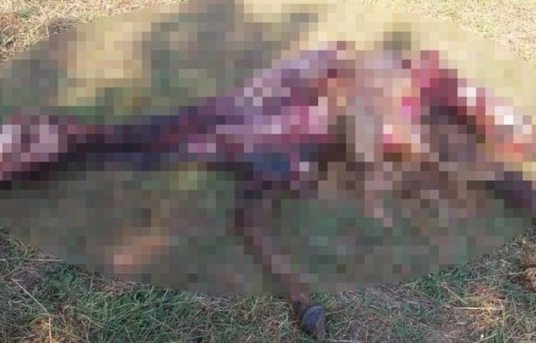 Kurtlar milyonluk zarar açtı!