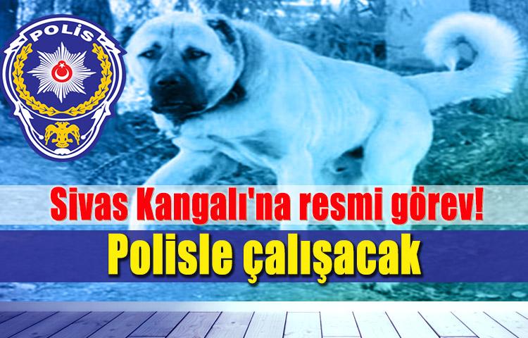 Sivas Kangalı'na resmi görev! Polisle çalışacak