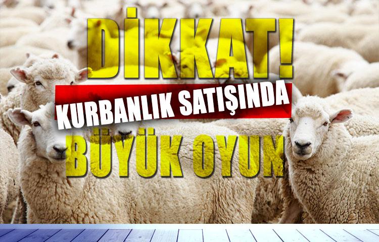 Kurbanlık alırken yaşına dikkat!