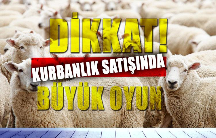 Kurbanlık alırken yaşına dikkat!