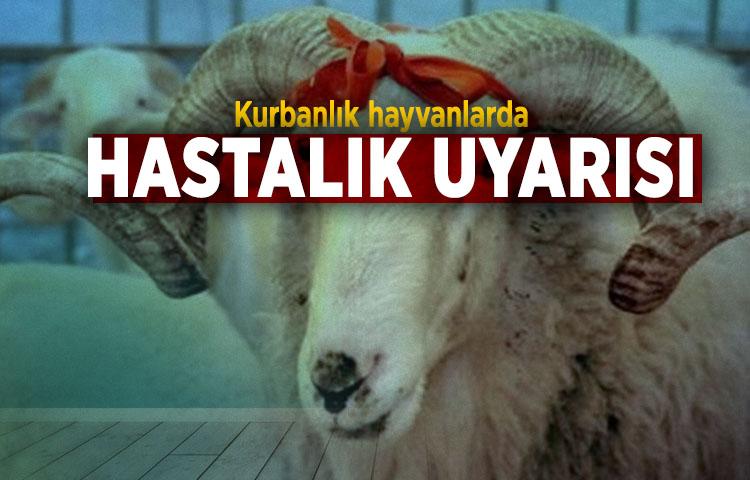 Kurbanlık hayvanlarda hastalık uyarısı