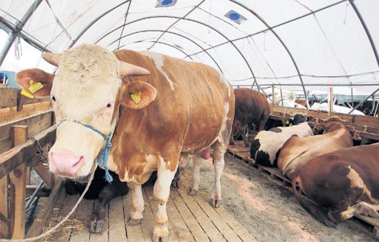 Küçükbaş alınmıyor revaçta büyükbaş…