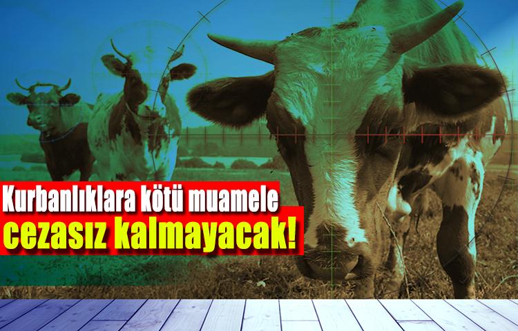 Kurbanlıklara kötü muamele cezasız kalmayacak!