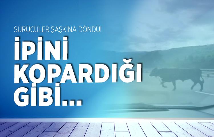 TEM’de sürücülere dana sürprizi