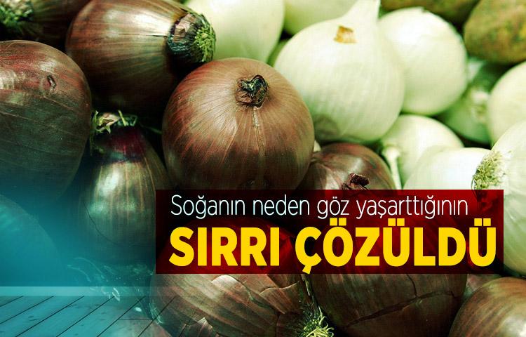Soğanın neden göz yaşarttığının sırrı çözüldü