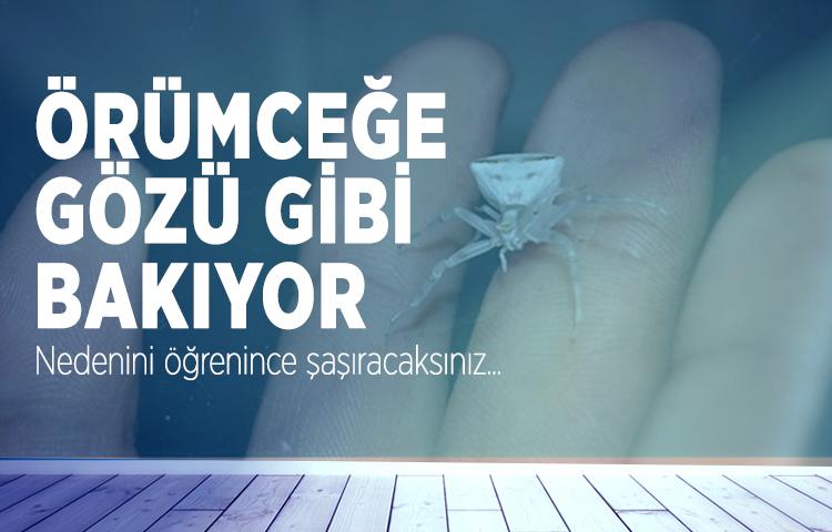Kozanlı vatandaş, örümceğe gözü gibi bakıyor