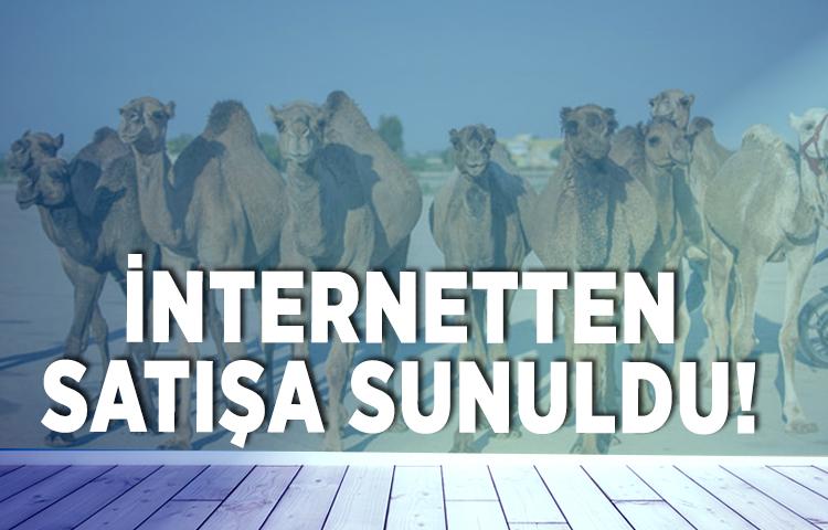 Kurbanlık develer internetten satışa sunuldu