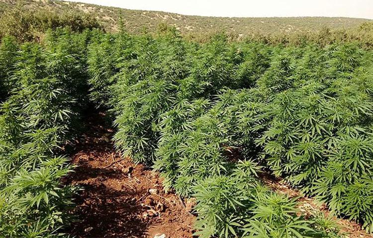 Diyarbakır'da binlerce  Hint keneviri bulundu