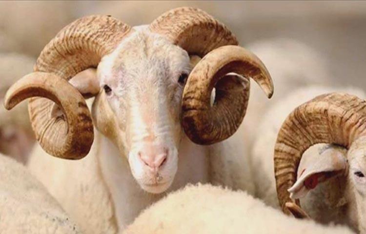 Sağlıklı kurban nasıl olur?