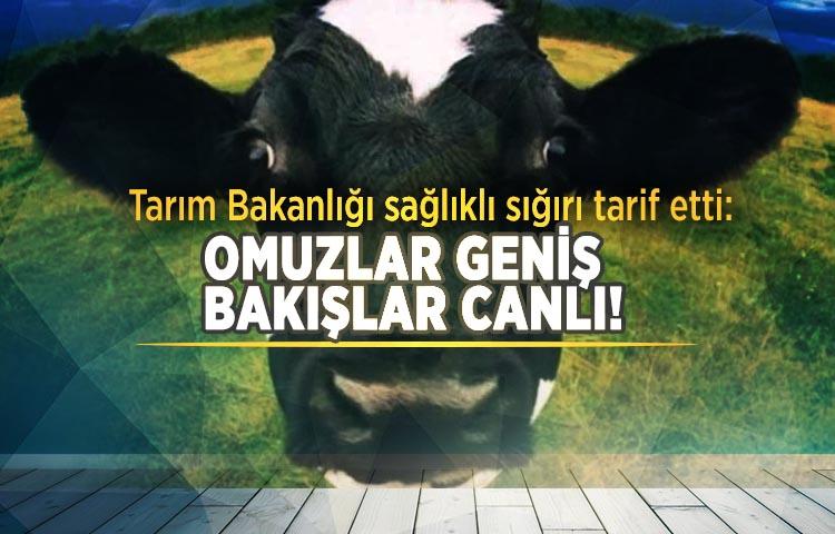 Tarım Bakanlığı sağlıklı sığırı tarif etti: Omuzlar geniş, bakışlar canlı!