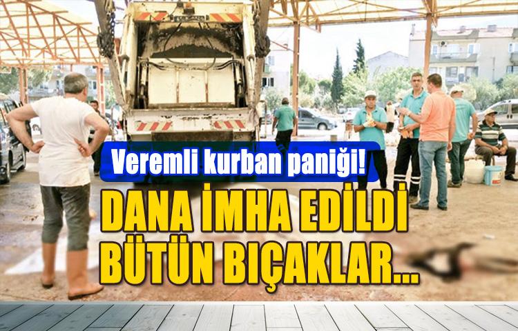 Manisa'da Veremli Kurbanlık Dana Paniği! Polis Bıçakları İmha Etmek İçin Topladı