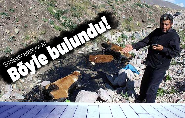 Günlerdir aranan danalar zift içinde bulundu!