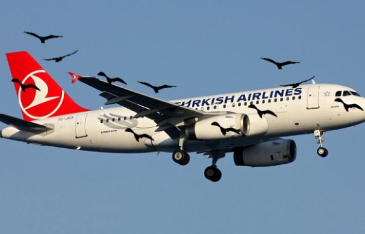 Havalimanında ölü martı alarmı!