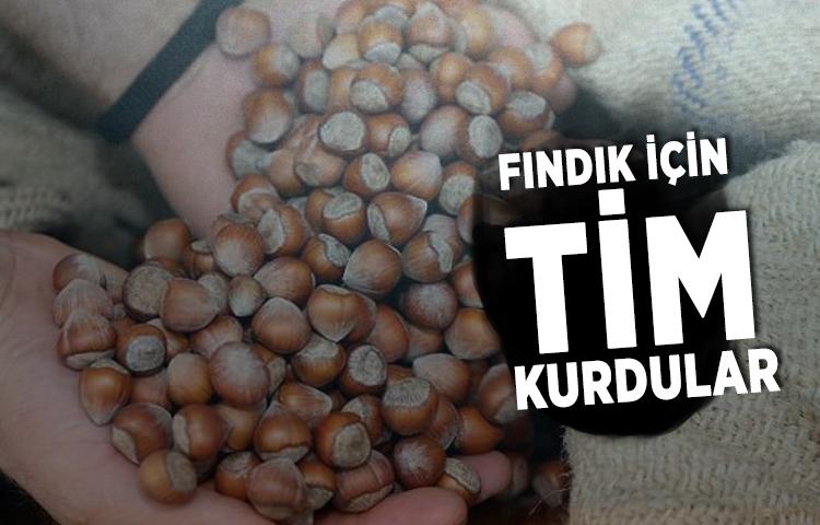 Fındık için TİM kurdular