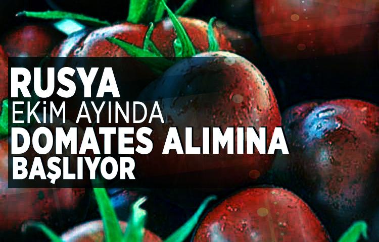Rusya ekim ayında domates alımına başlıyor