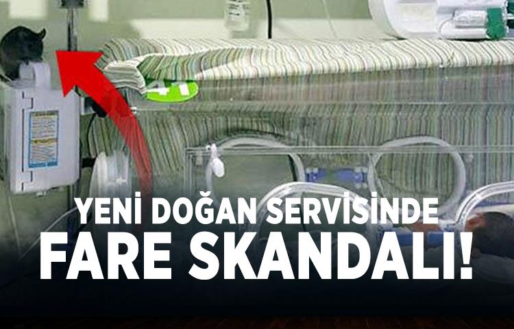 Yeni doğan servisinde fare skandalı
