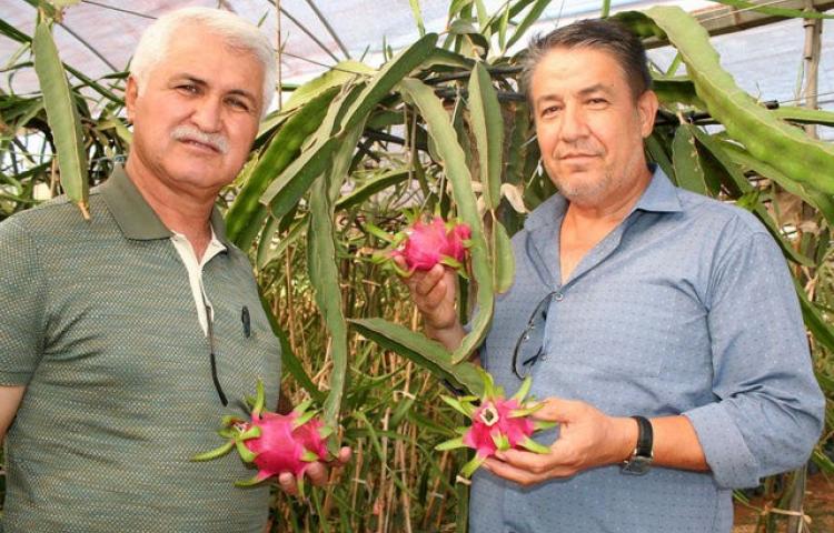 Patlıcan yerine Ejder meyvesi dikti! Tanesini 20 liraya satıyor