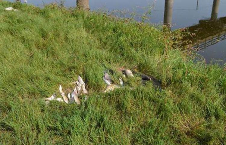 Vatandaşlara kritik balık uyarısı!