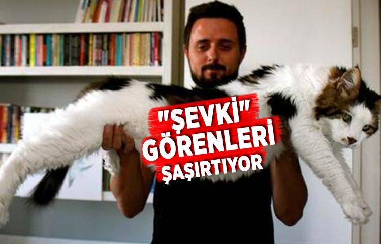 7,5 kiloluk 'Şevki' görenleri şaşırtıyor